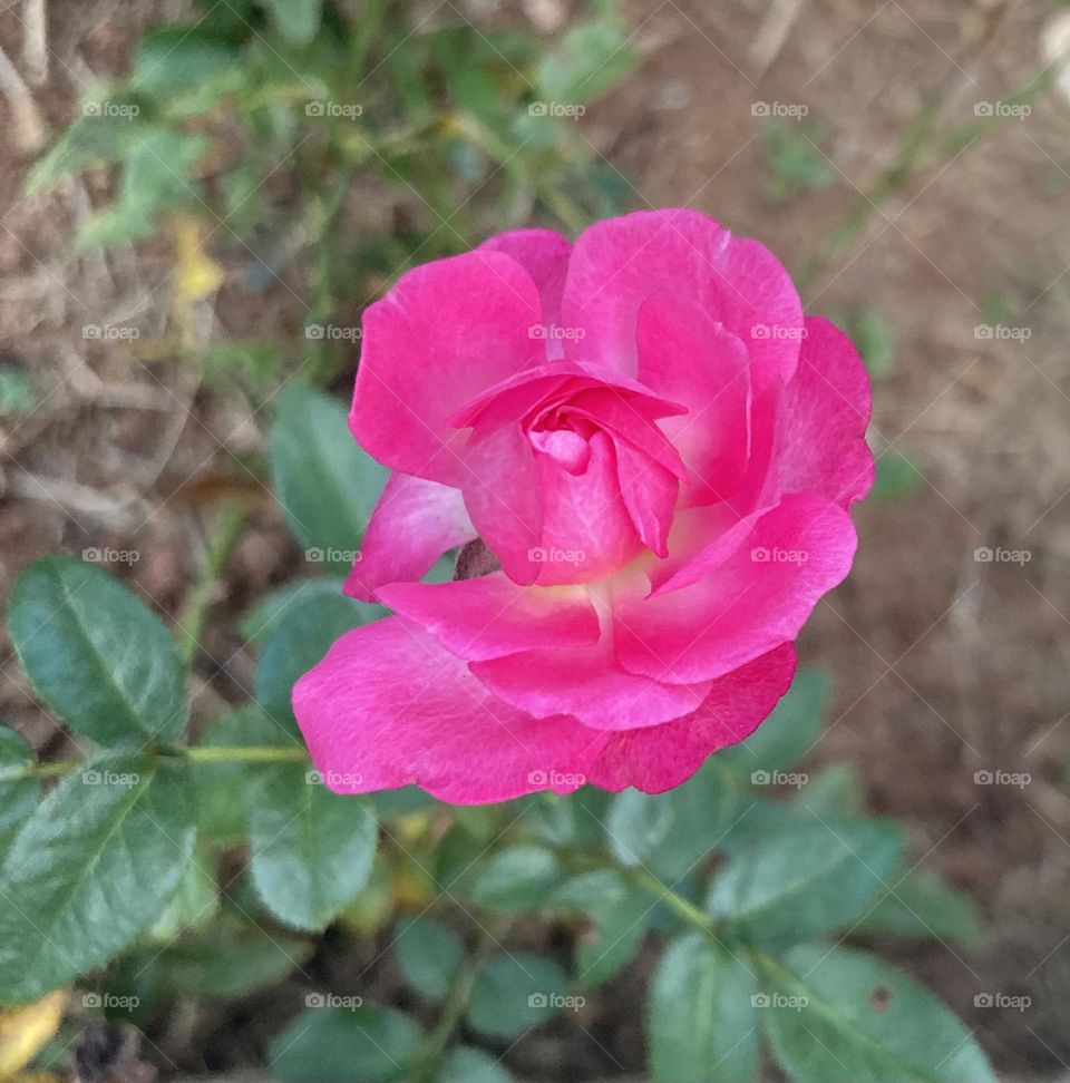 🌹 🇺🇸 Very beautiful flowers to brighten our day.  Live nature and its beauty. Did you like the delicate petals? / 🇧🇷 Flores muito bonitas para alegrar nosso dia. Viva a natureza e sua beleza. Gostaram das pétalas delicadas? 