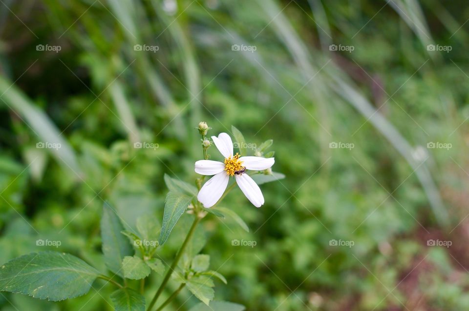 Tiny bee on tiny flower