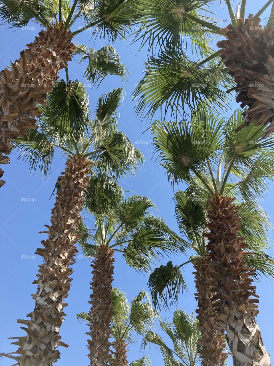 gorgeous tall palm trees and breathtaking blue sky. Summer trip vies. Palm tree lover.