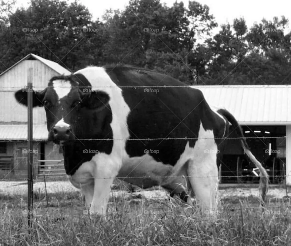 Beautiful cow
