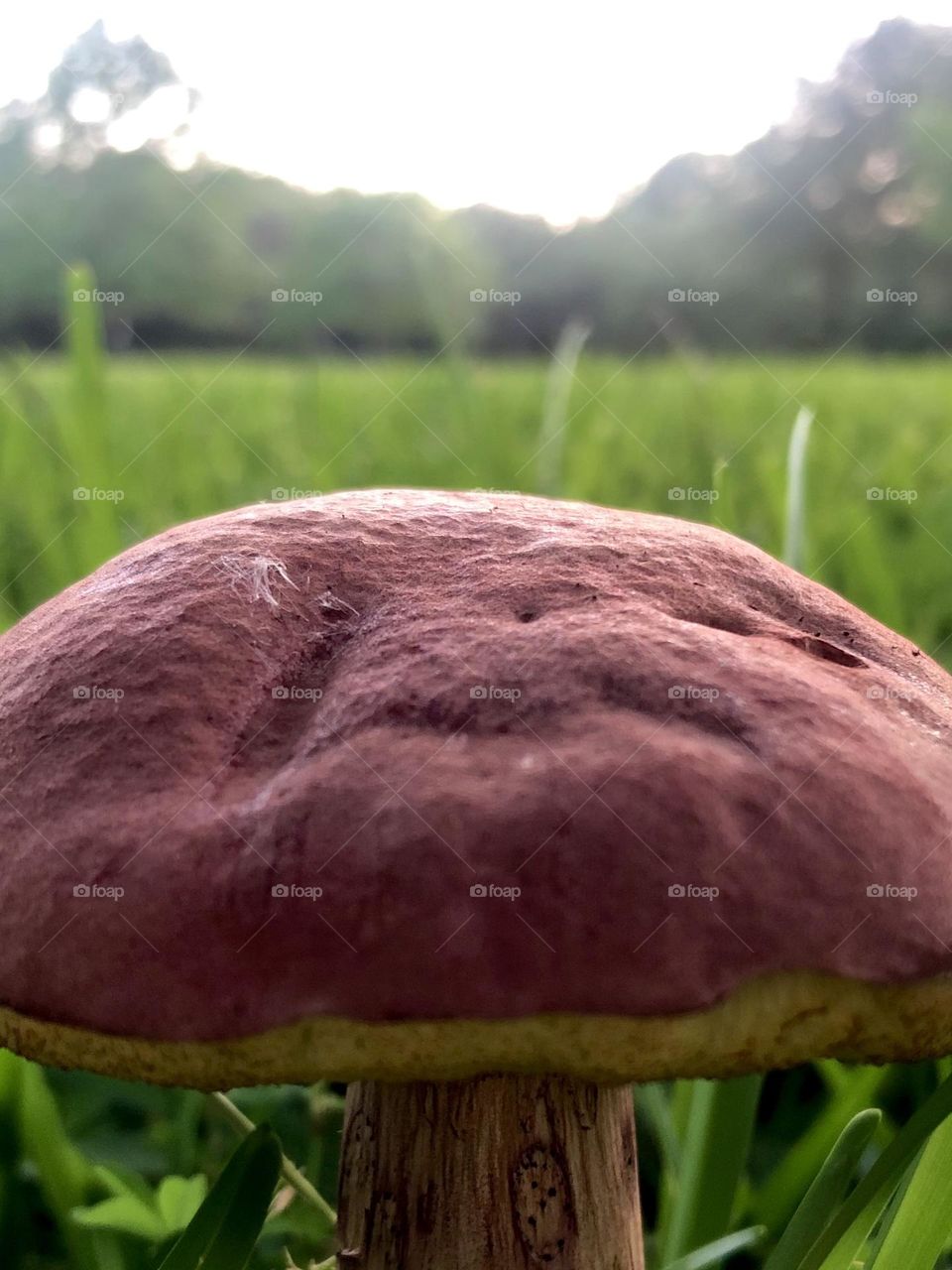 Another pic of my ONE red mushroom with the sun setting behind it. 