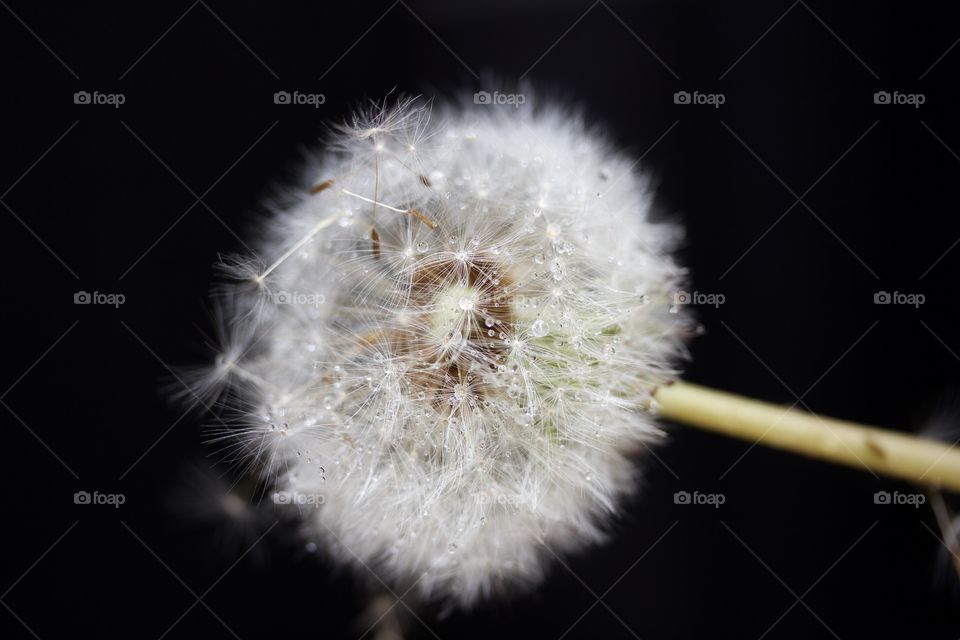 Dry dandelion with water drops