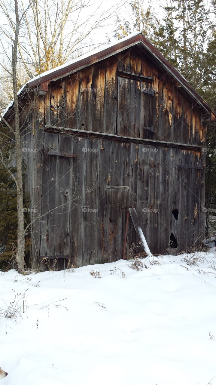 Old sugar shack in the woods.