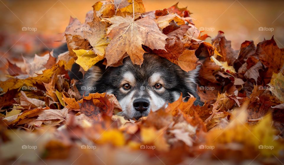 Portrait of a young Finnish Lapphund among autumn leaves 