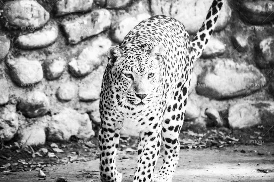 leopard in the house