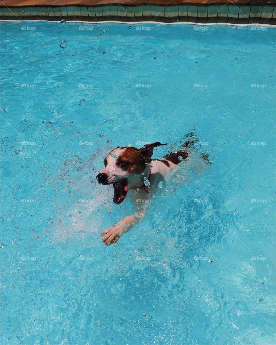 Beautiful portrait of a Dog swimming in the pool. 
Beautiful summer vibe mobile shot. 
Water blue splashs!