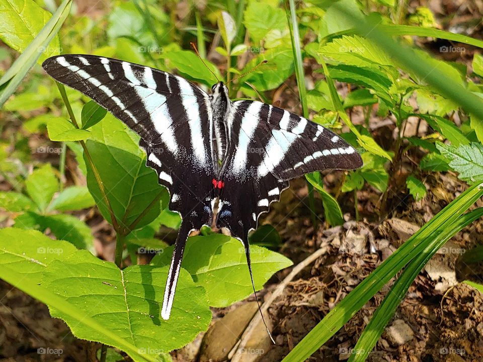 Zebra Swallowtail