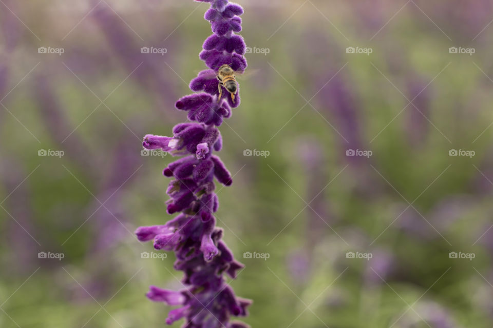 Bee in motion collecting flower nectar, with blurred background