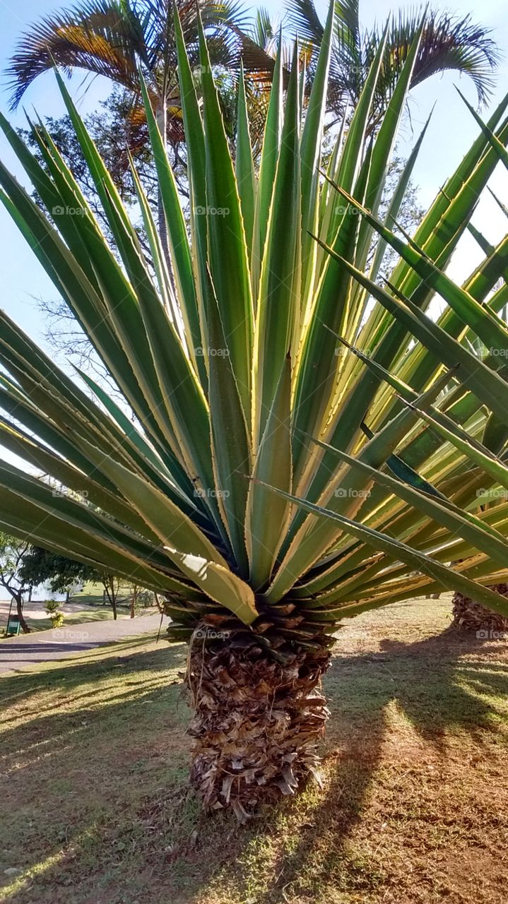 Folhagens da natureza