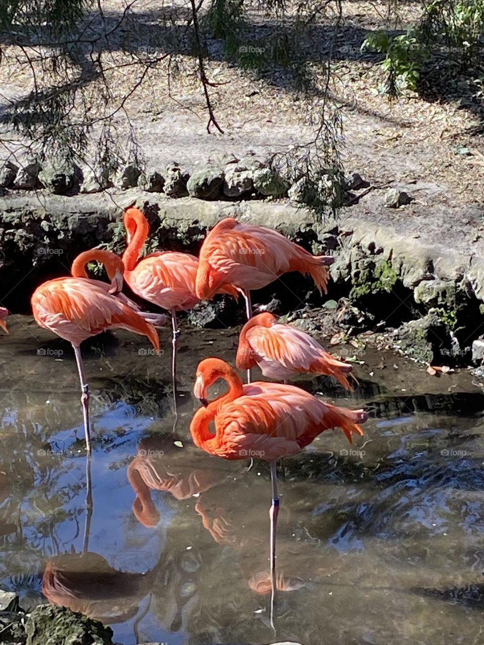 Flamingos 