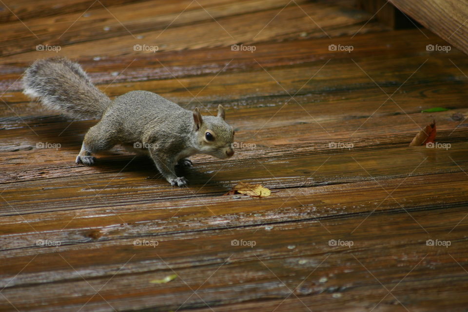 Squirrel on deck