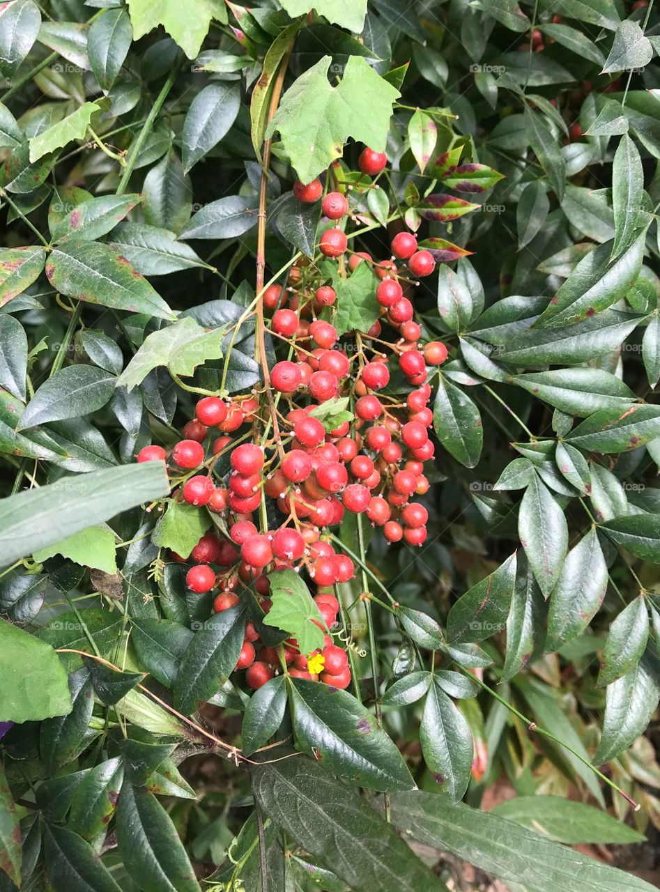 Cluster berries 