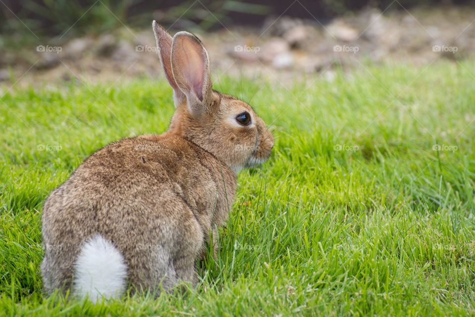 a cute brown rabbit with a white ponytail sitting on a green lawn near the Hôtel des Invalides in Paris