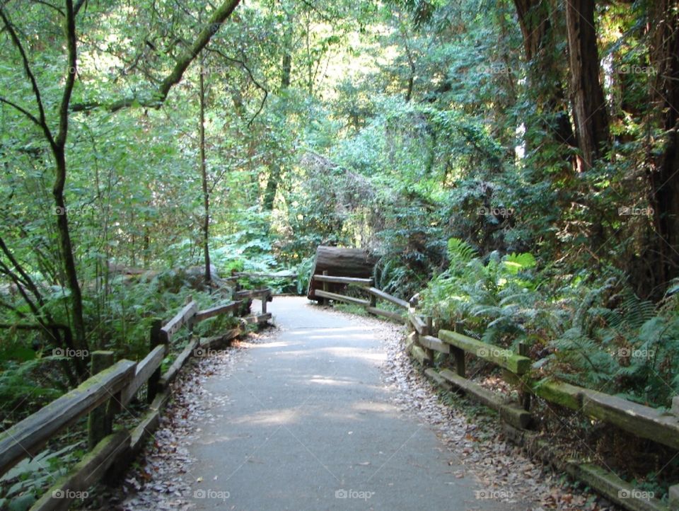 Muir Woods