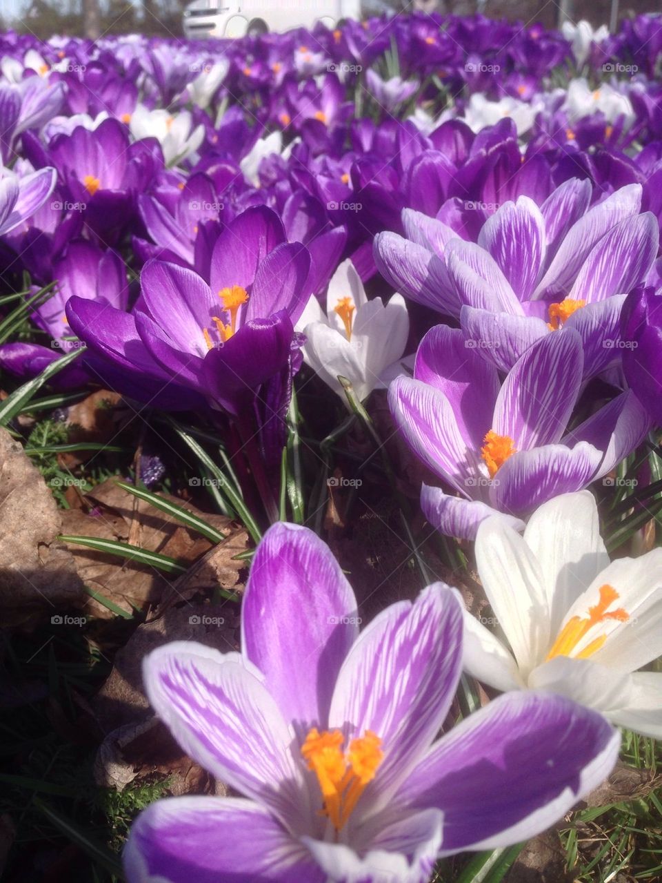 A purple field flower