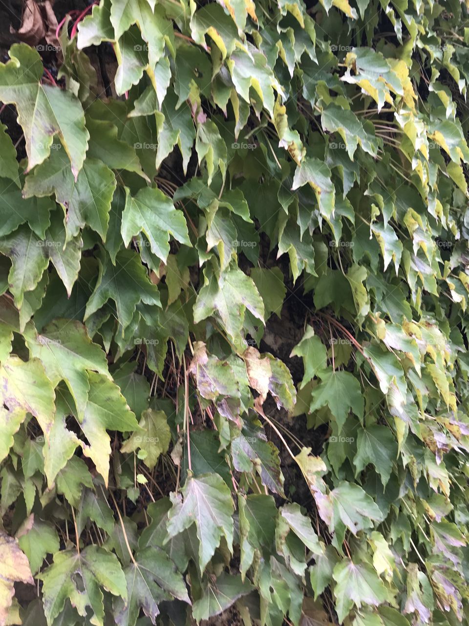 Green ivy, texture