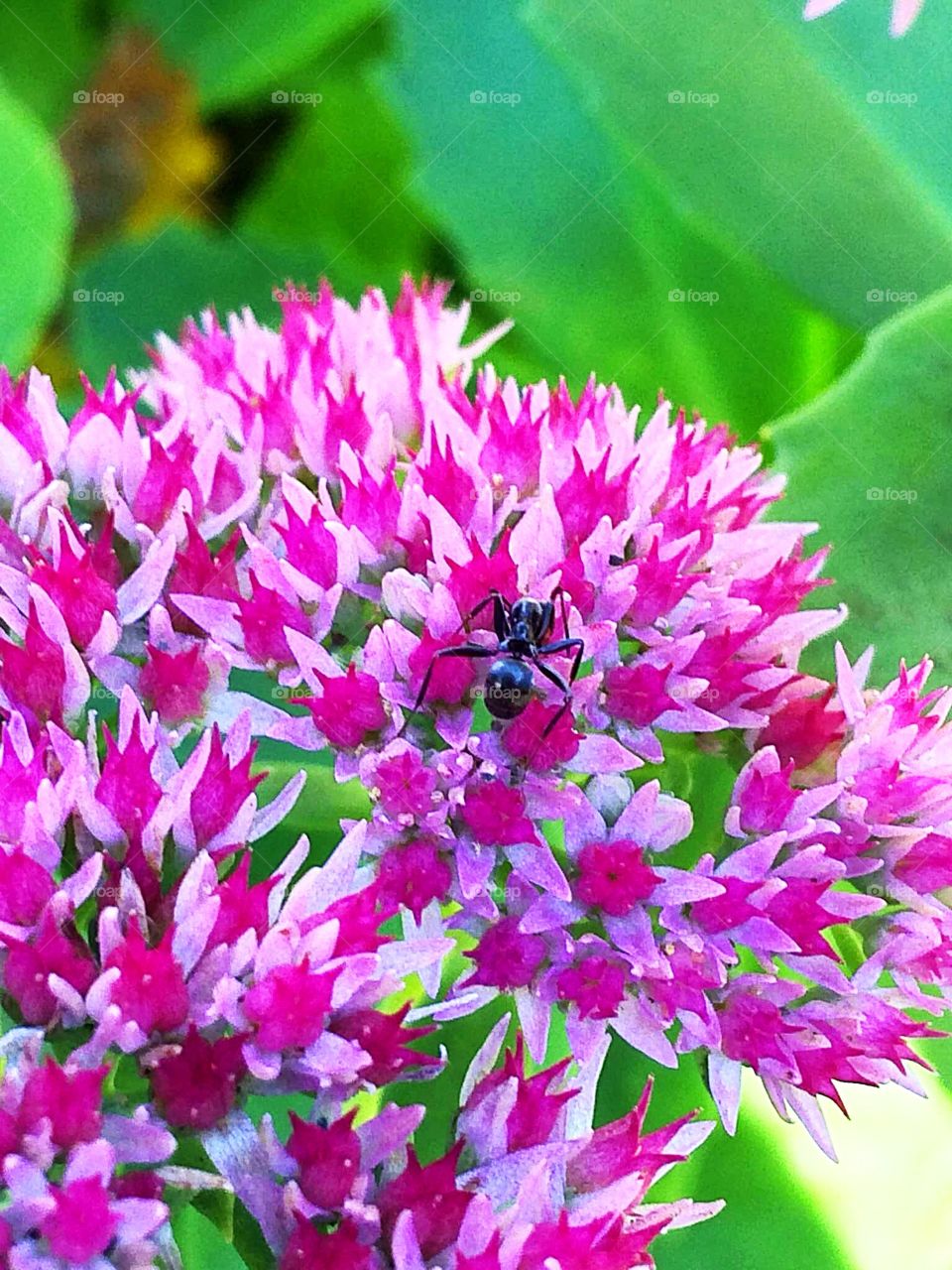 Pink flowers 