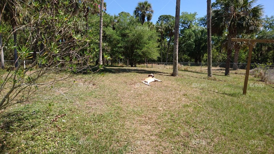 Tree, Nature, Grass, Landscape, Wood