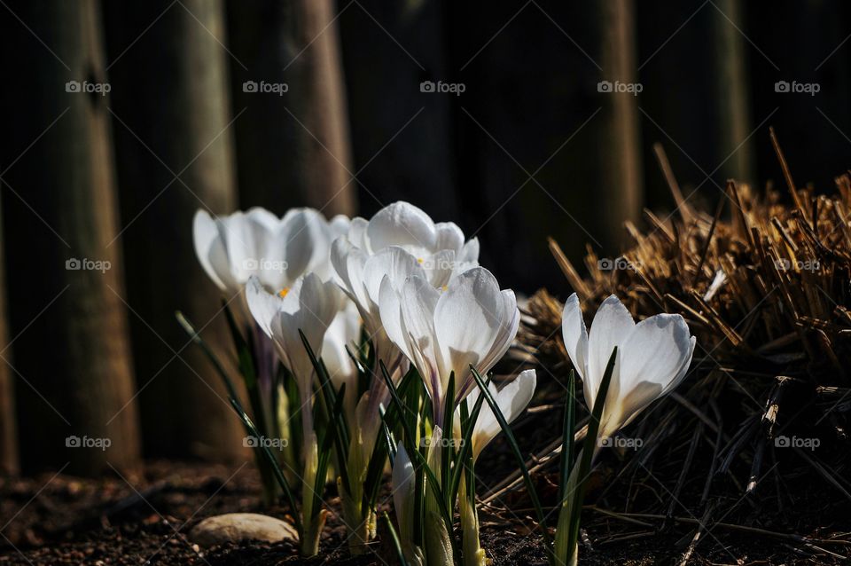 Spring crocuses