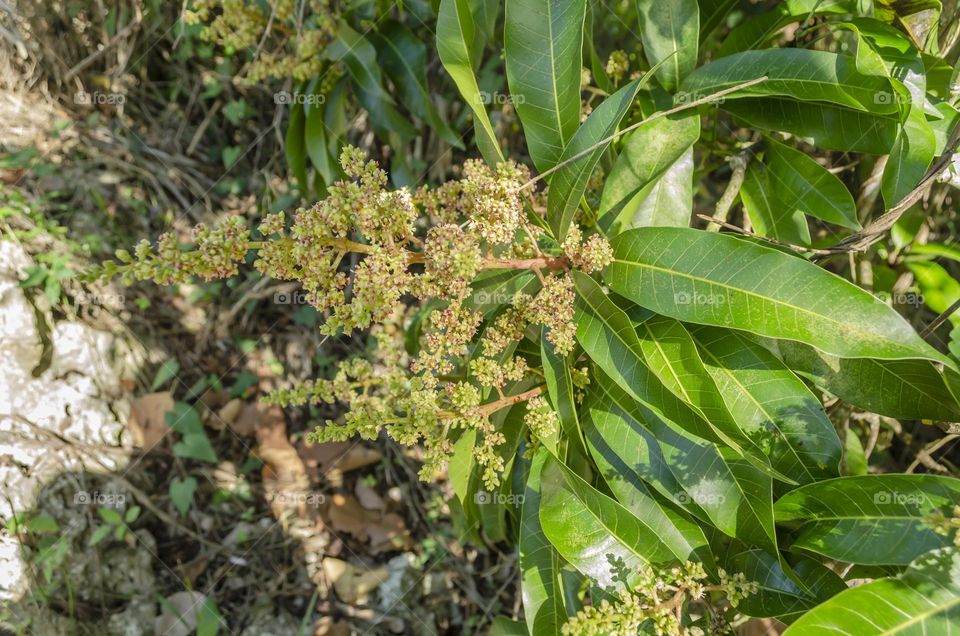 Mango Blossoms