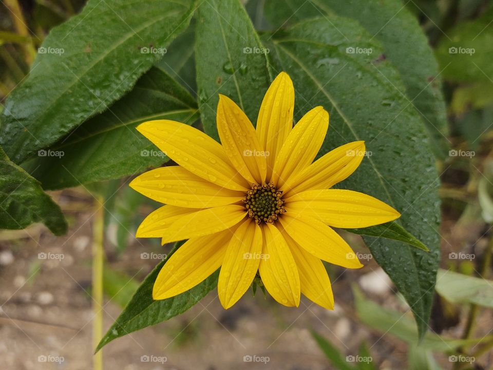 raindrops on yellow flower