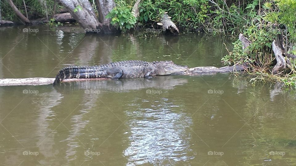 Swamp Life