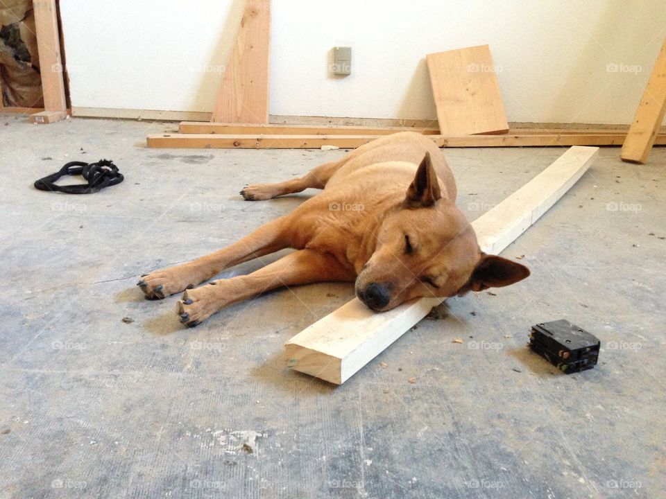 Lazy dog using a 2x4 as a pillow; Sleeping on the job. 