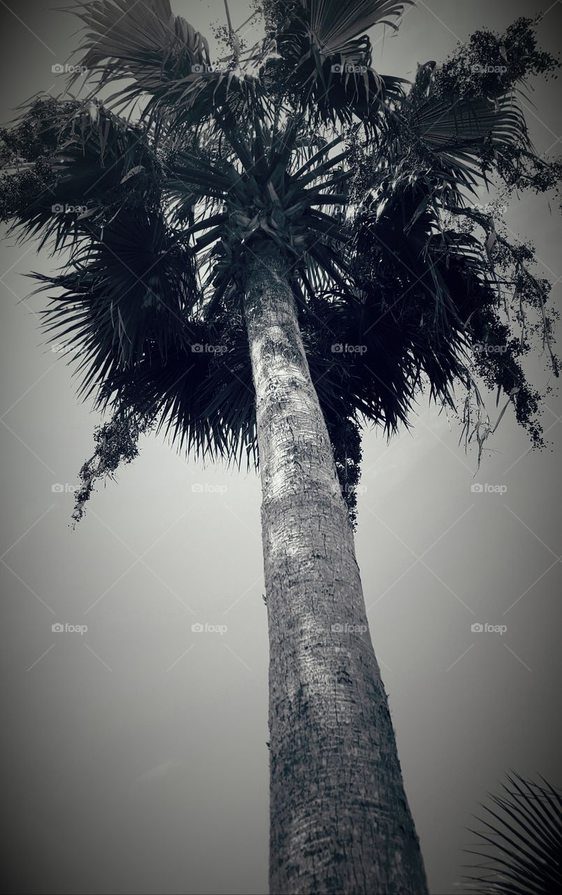 palm tree grayscale