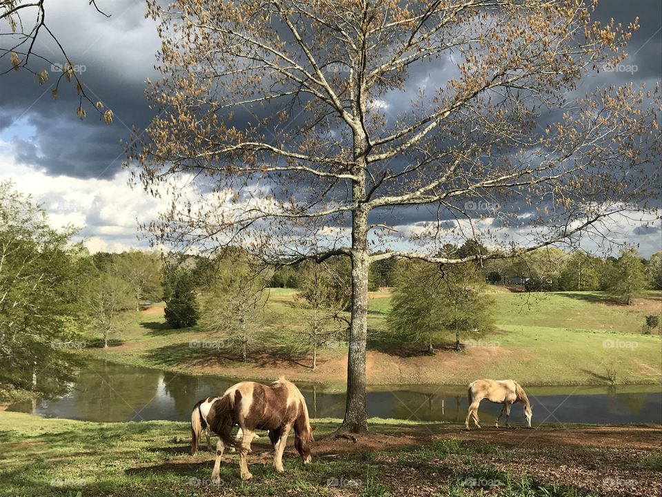 Horses Before The Storm