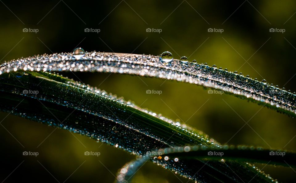 Water on leaf