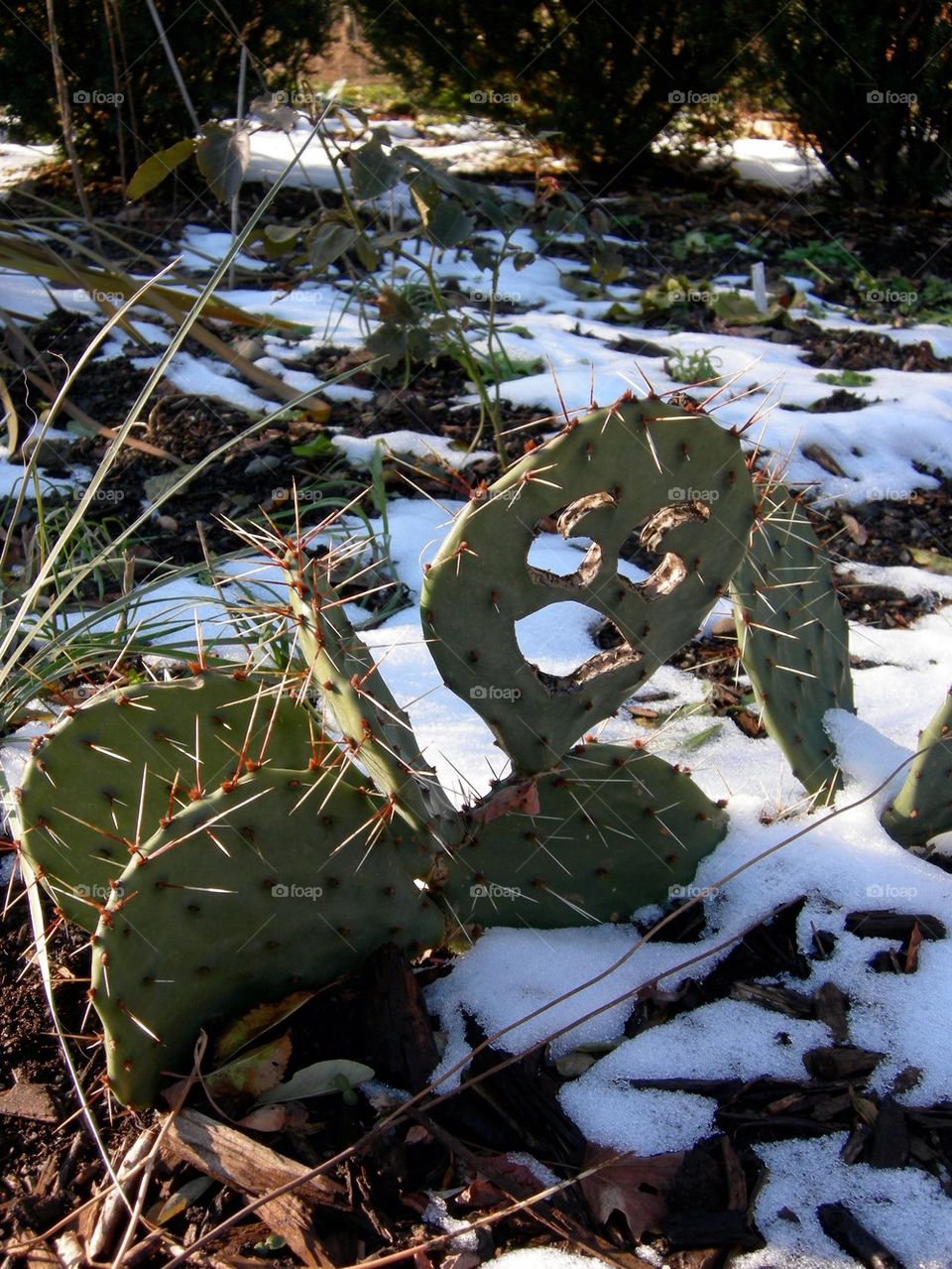 Happy cactus