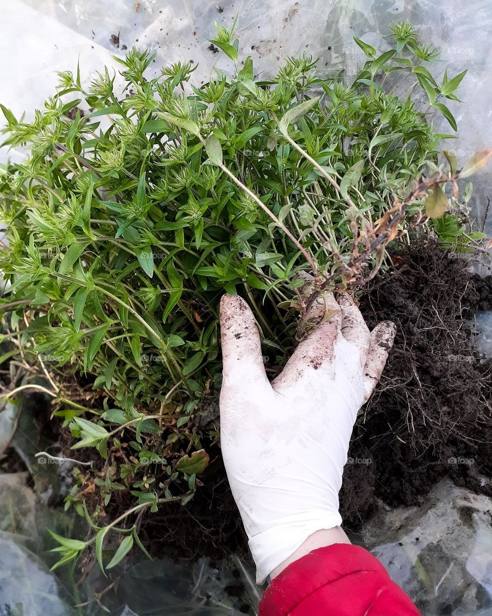 Spring green flowers with roots before planting in a flower bed