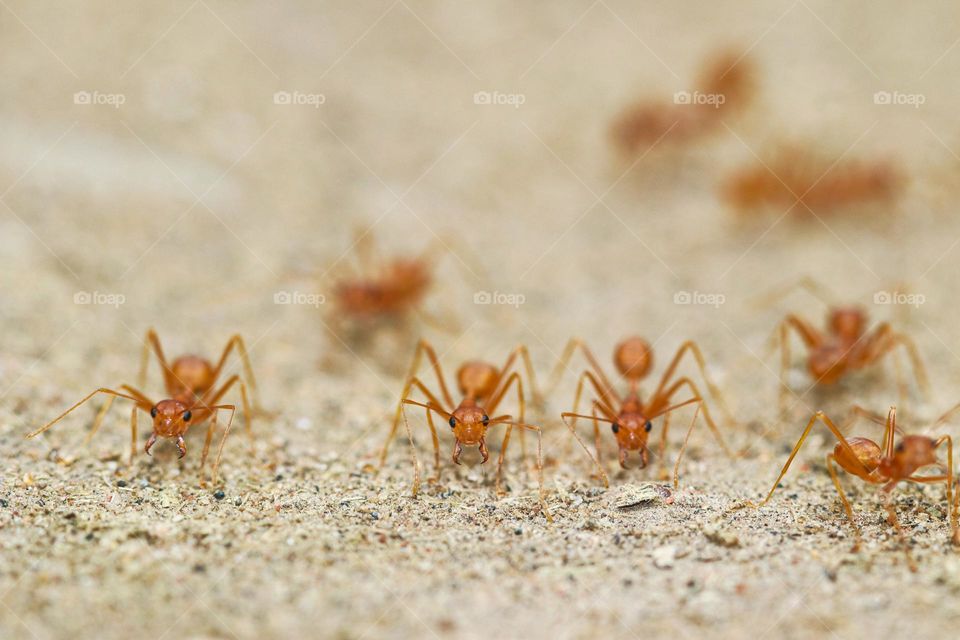 An unseen story of Bridge ants view only we can see by macro lens
