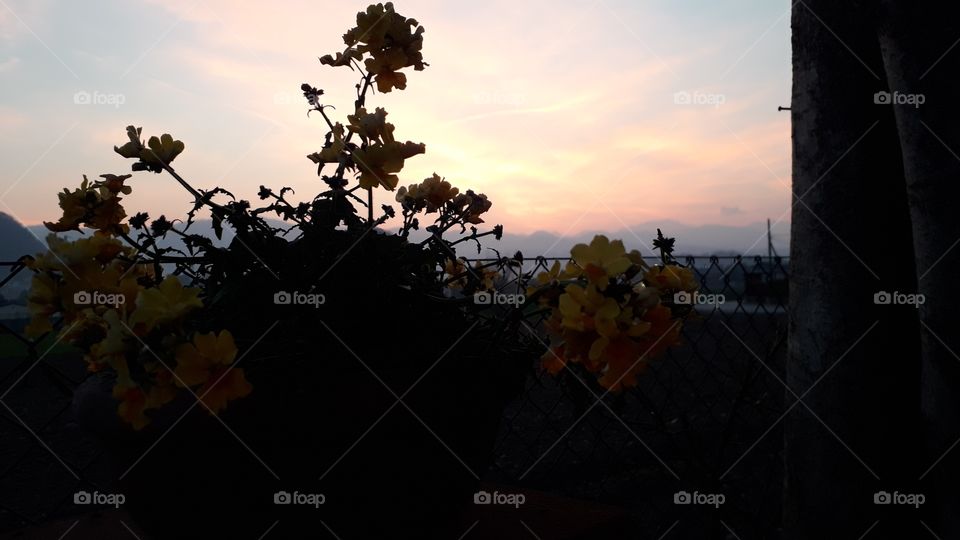 sunset from my garden