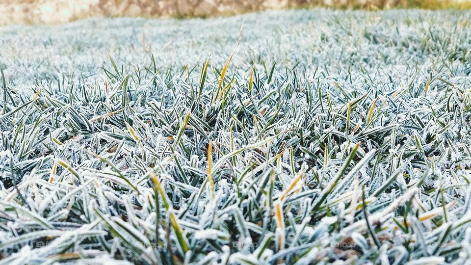 Frosty Grass Forest