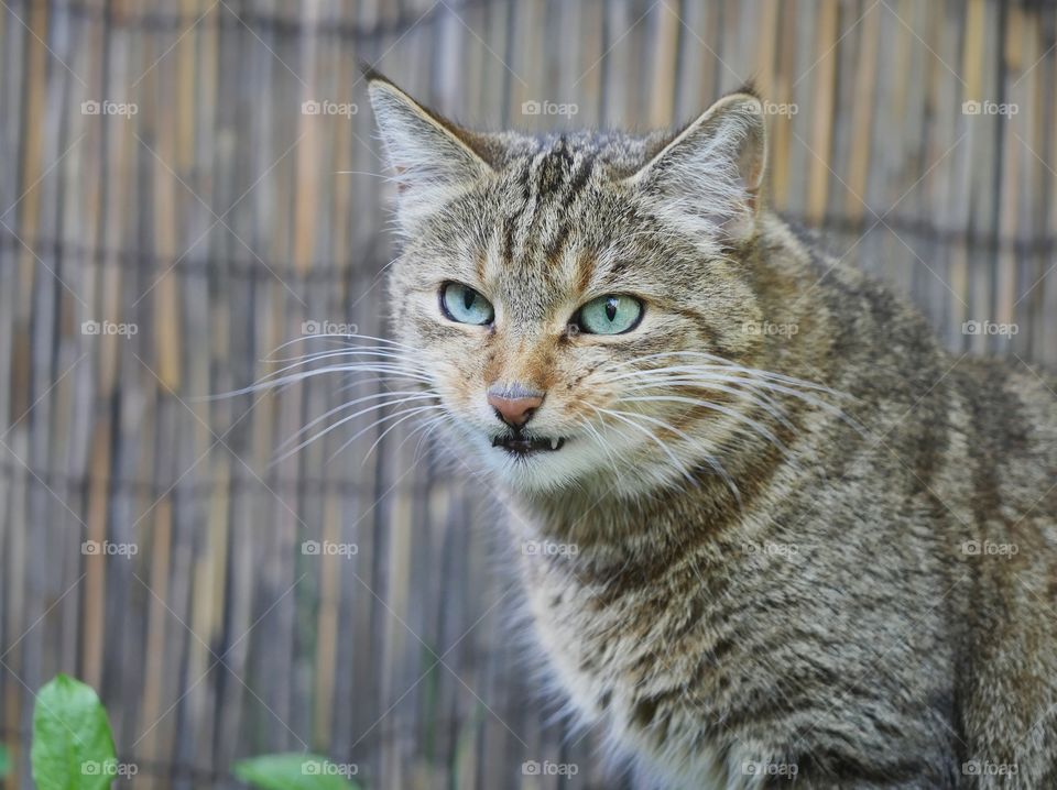 Cute tabby cat