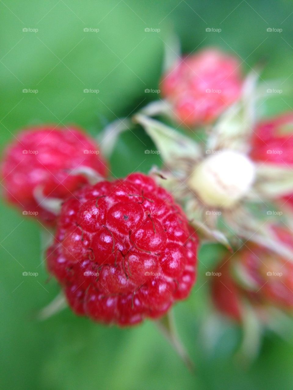 Not ripe black raspberry