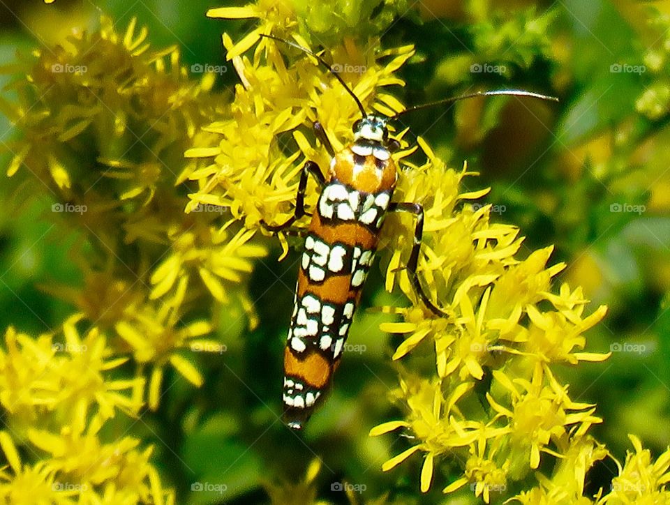 Some kind of real small colorful insect on goldenrod 