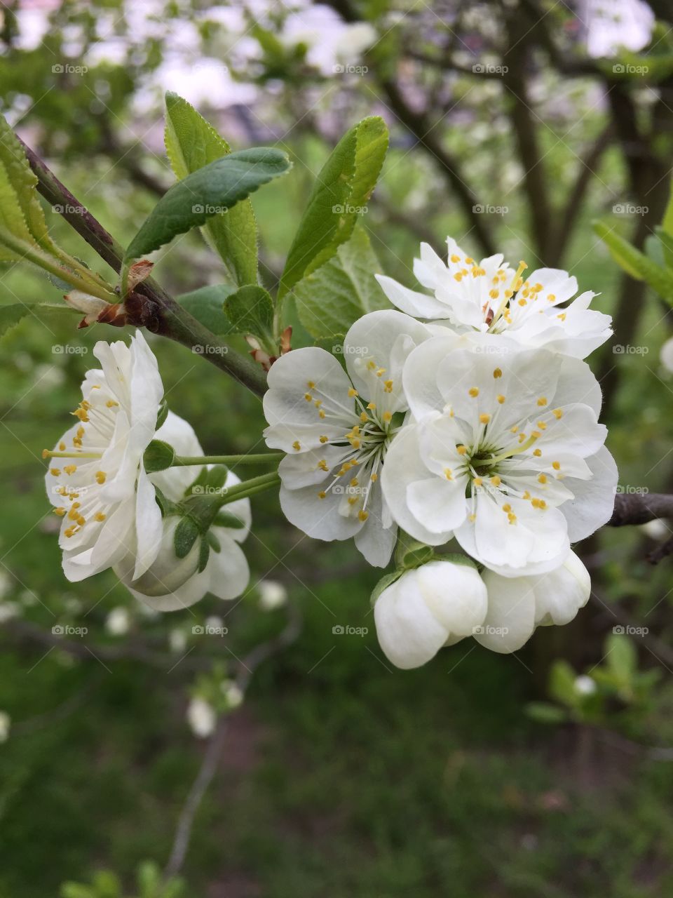 Flowers of Apple  in the garden 