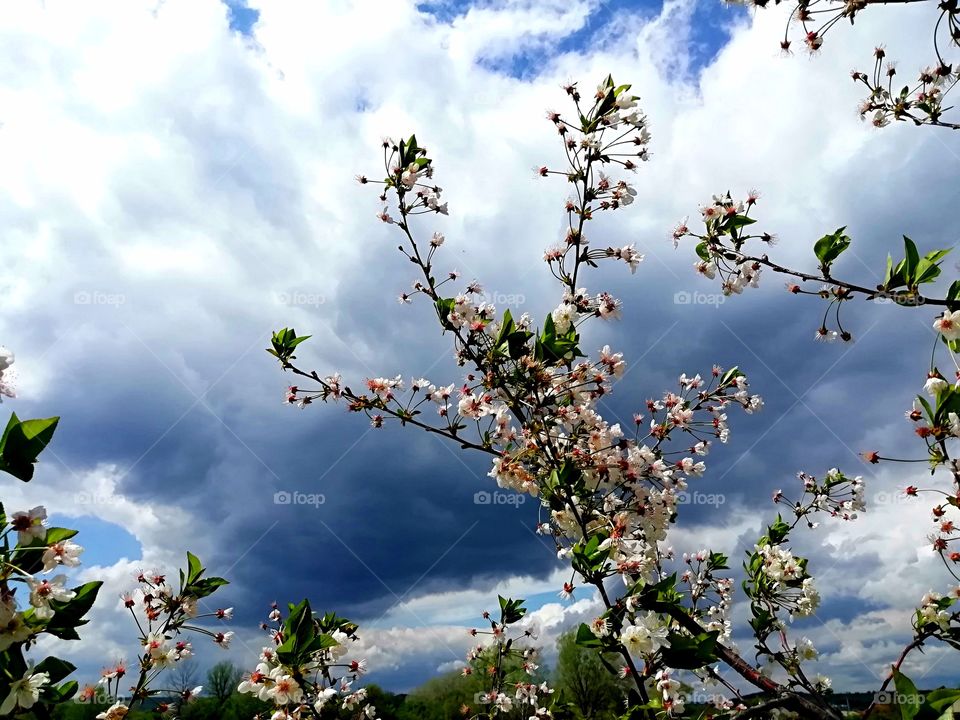 Ветка цветущей вишни на фоне грозног неба.