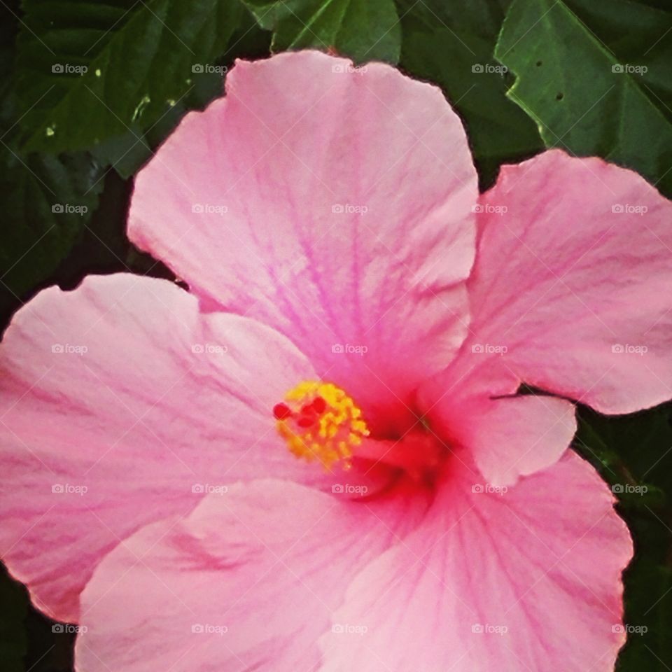 light pink hibiscus