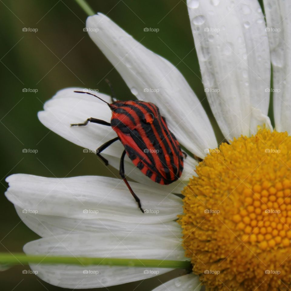 Käfer auf der Blume