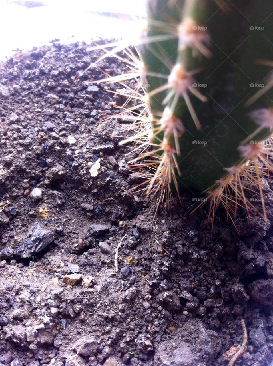 Cactus Soil