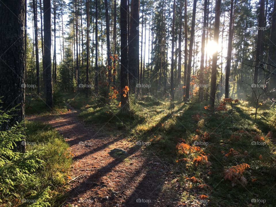 Sunlight coming in forest