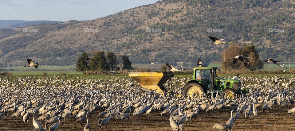 Cranes in feeding