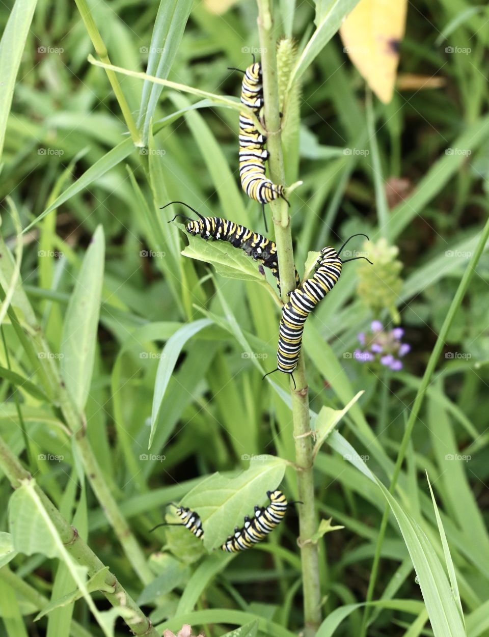 Multiple monarch caterpillars