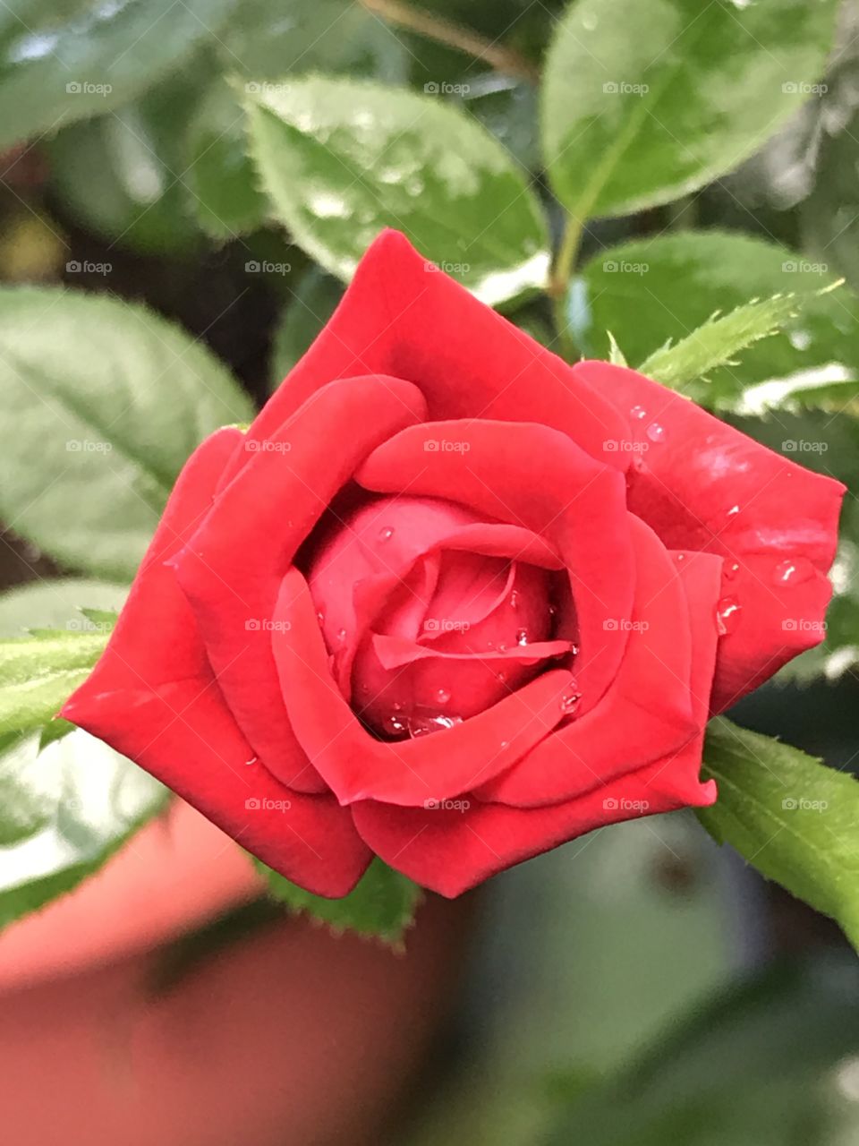 The Red Rose 