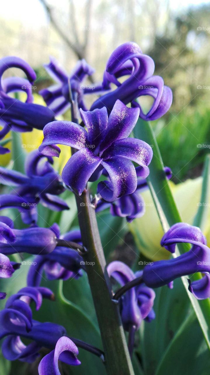 Purple hyacinth blooming at outdoors