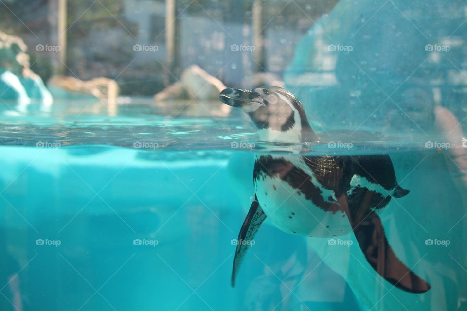 Penguin in the aquarium