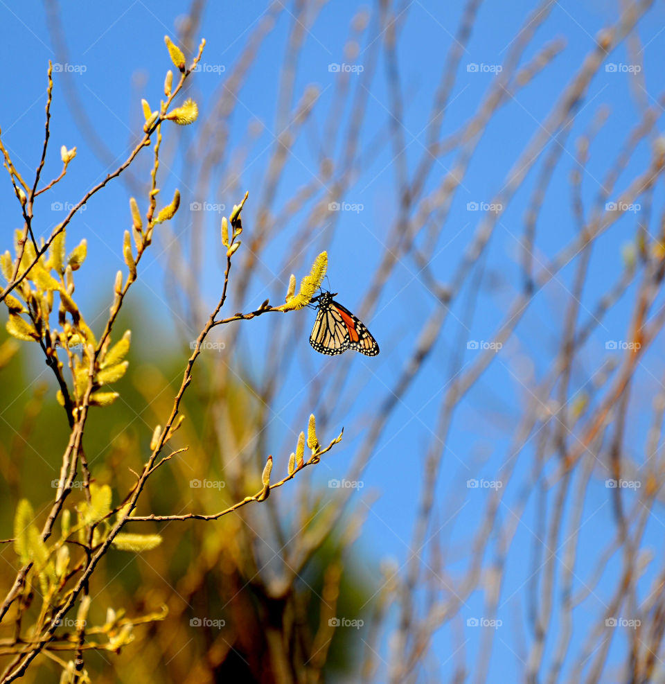 Butterflies 